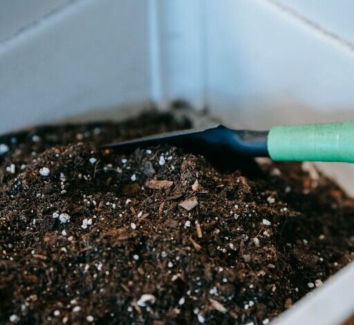Beginner Tips for Composting at Home